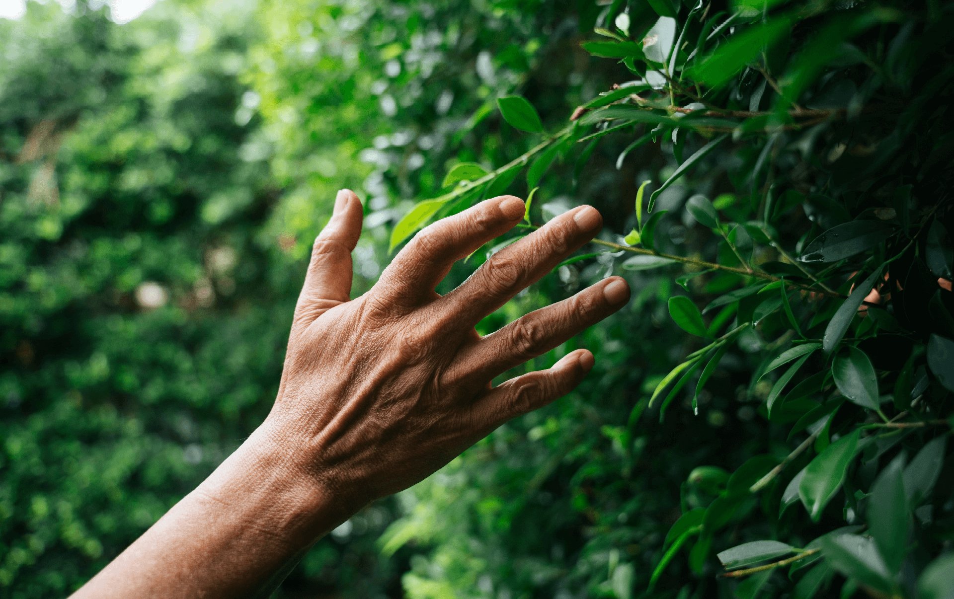 Hand touching leaves
